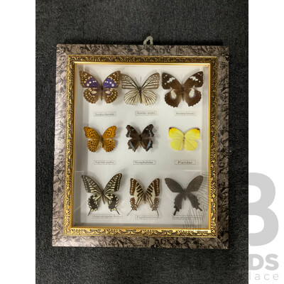 Framed Butterfly Specimens 37 X 31 Cm
